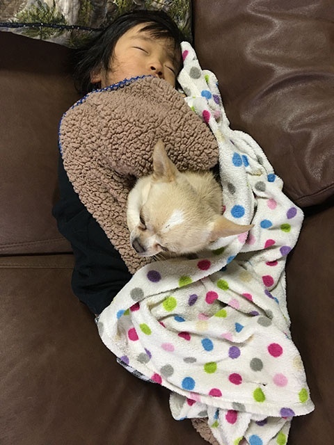 主人の妹と寝るチワワ